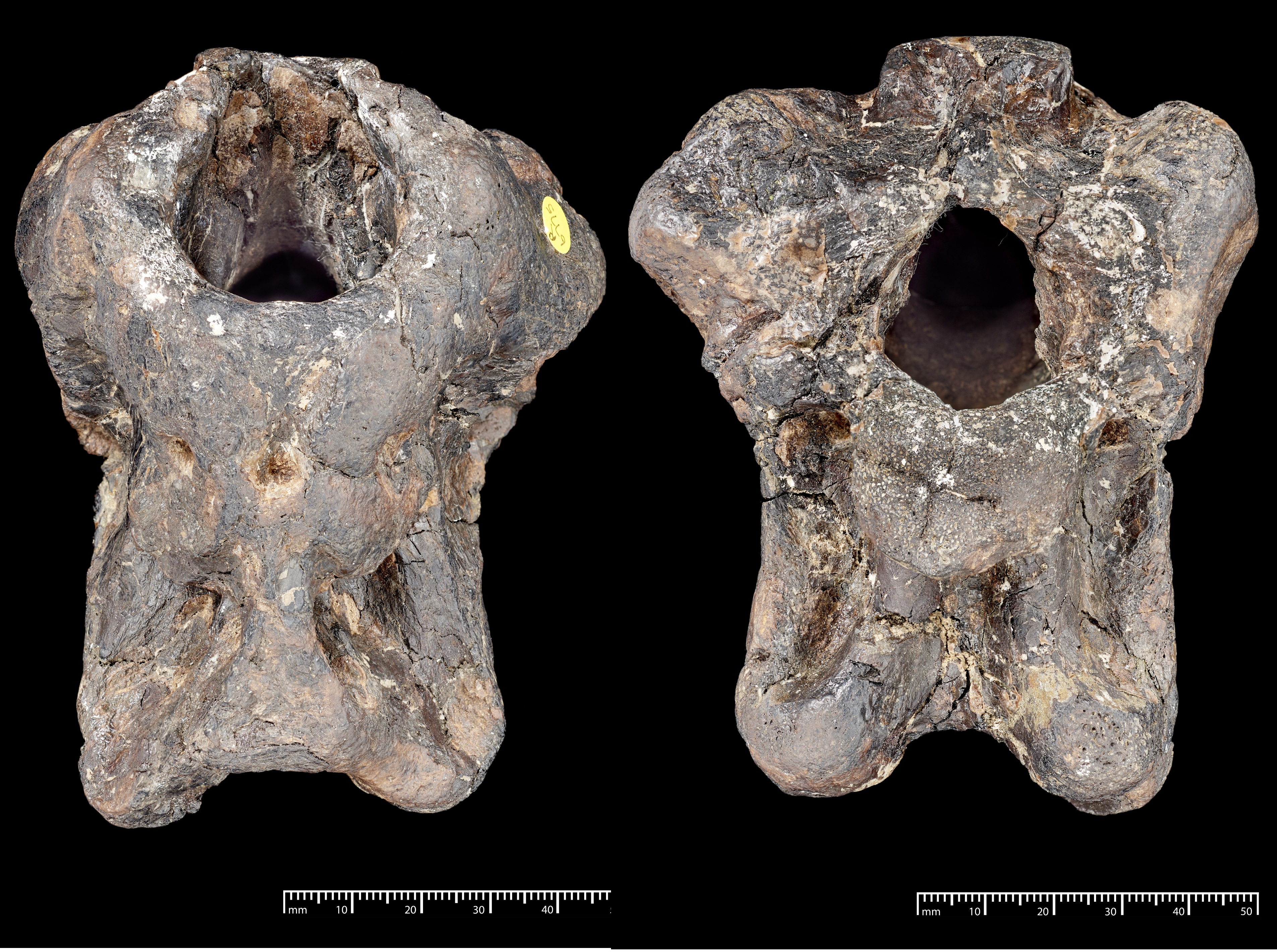 The fossil braincase from two different angles showing what looks like a dark lump of rock with various holes in it. The fossil braincase from two different angles showing what looks like a dark lump of rock with various holes in it.